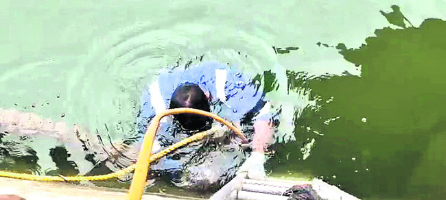 చిరుత సంచారం1