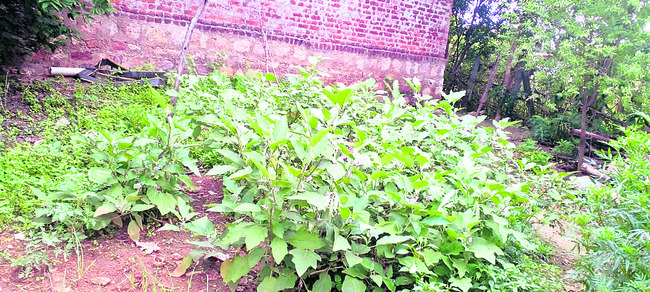 కిచెన్‌గార్డెన్లతో ఆరోగ్యం1