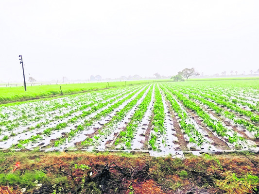 ముసురుకున్న మోంథా1