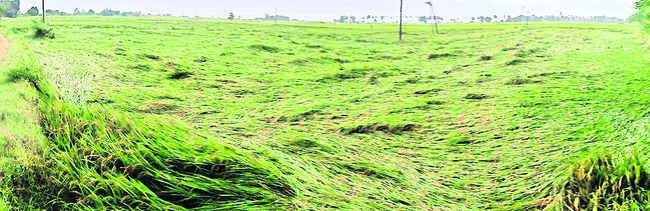 ముసురుకున్న మోంథా2