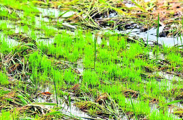 తుఫాన్ నష్ట నివేదిక5