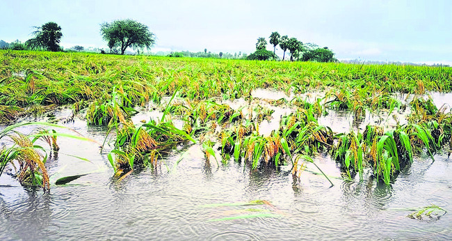 తుఫాన్ నష్ట నివేదిక1