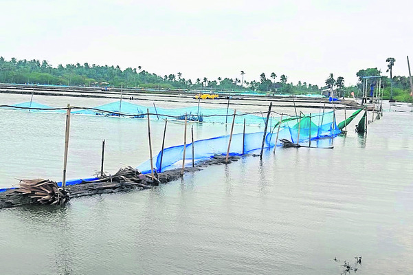 వరిని ముంచేసిన మోంథా 1