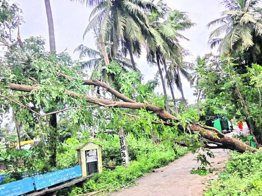 వరిని ముంచేసిన మోంథా 6