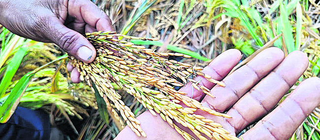 ముంచేసిన మోంథా 2