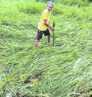 నిండా ముంచిన మోంథా2