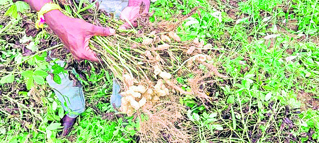 పంట నష్టం అంచనా కొంతే.. 1