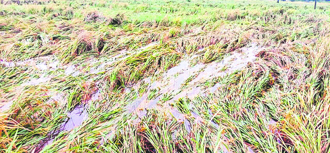 ముంచేసిన మోంథా3