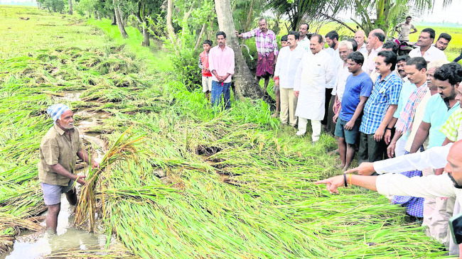 వరిని ముంచేసిన మోంథా 4