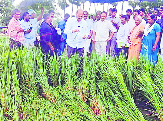 బర్లీ పొగాకు కొనుగోలుపై మాట తప్పిన ప్రభుత్వం 
1