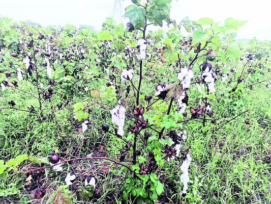 తుపాన్‌1