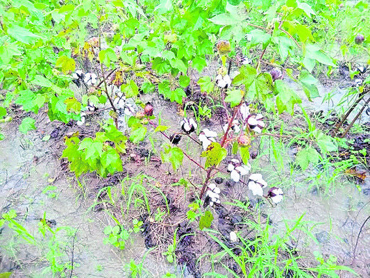 నేలవాలిన ఆశలు2