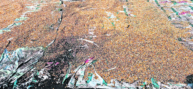 నేలవాలిన ఆశలు1