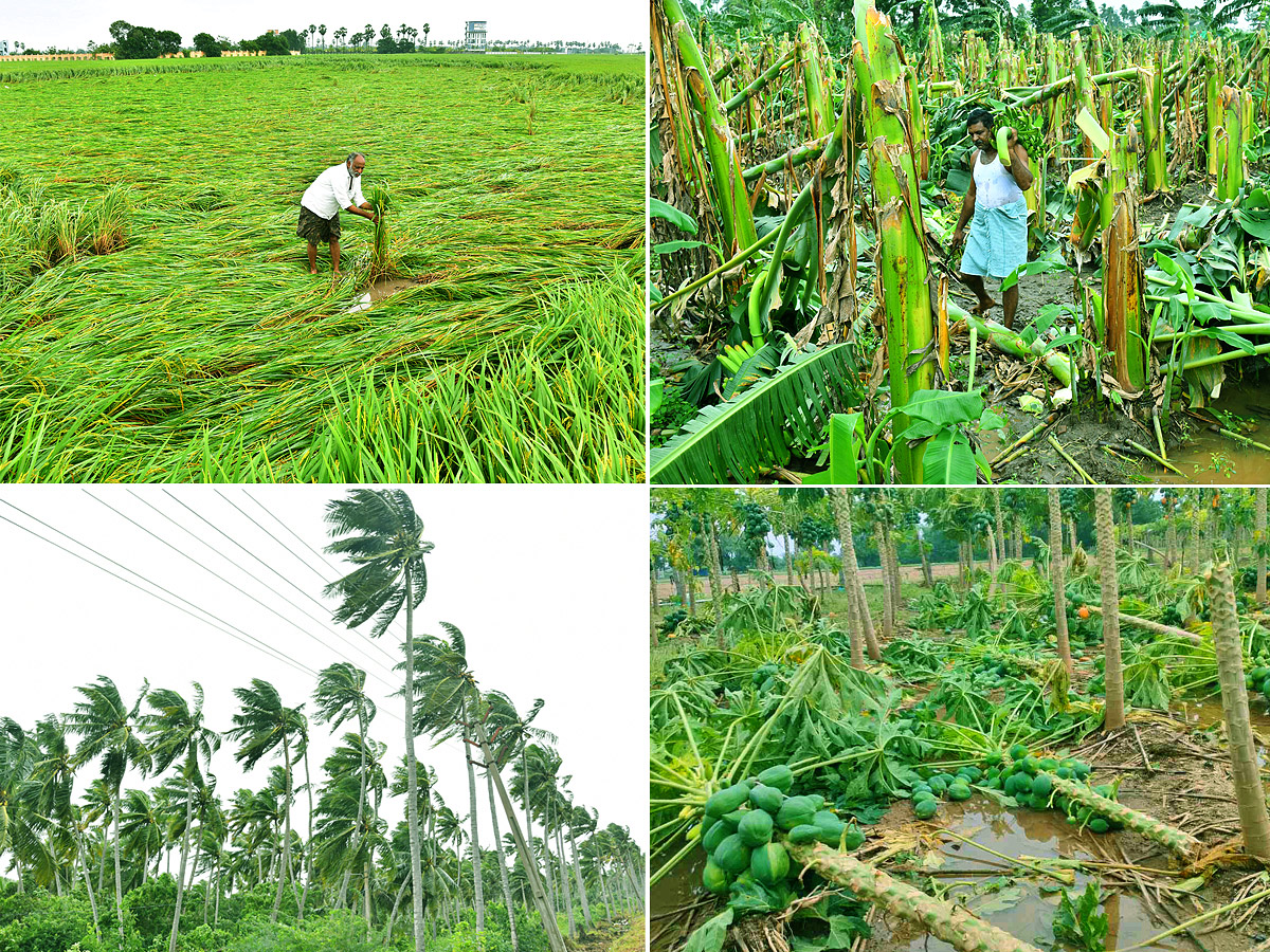 Montha Cyclone Effect :  Huge Crops Damaged Due To Heavy Rain1