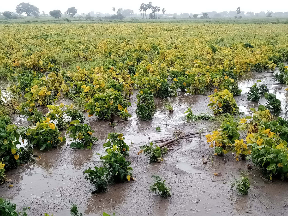 Montha Cyclone Effect :  Huge Crops Damaged Due To Heavy Rain10