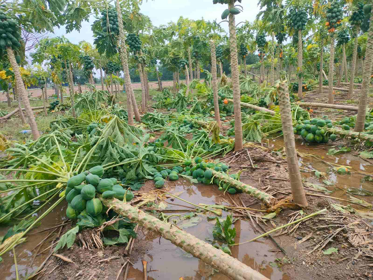 Montha Cyclone Effect :  Huge Crops Damaged Due To Heavy Rain11