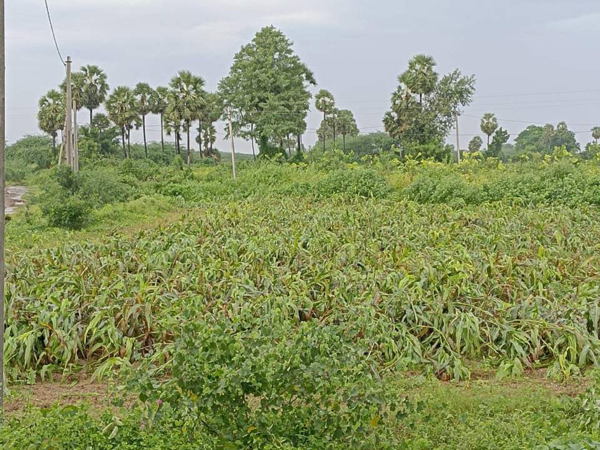 Montha Cyclone Effect :  Huge Crops Damaged Due To Heavy Rain12