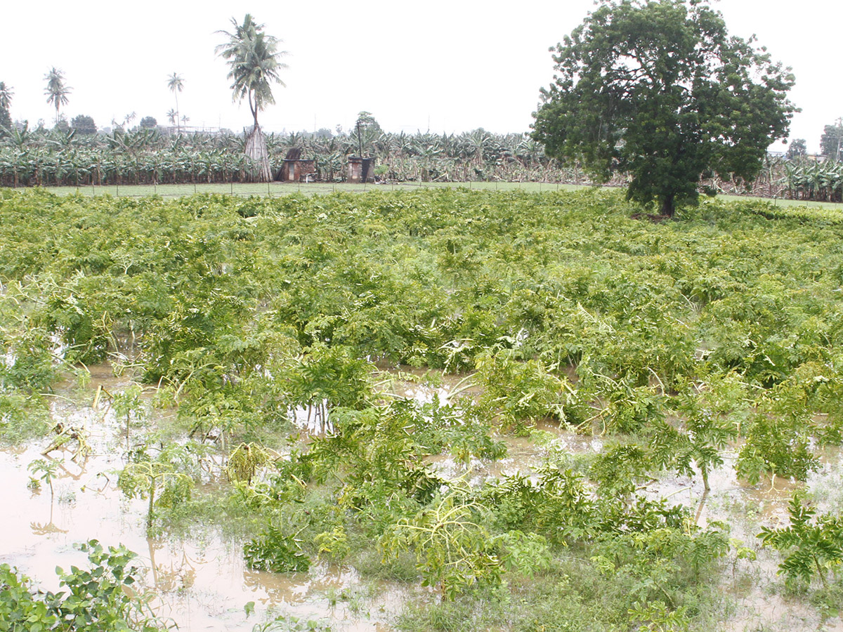 Montha Cyclone Effect :  Huge Crops Damaged Due To Heavy Rain13