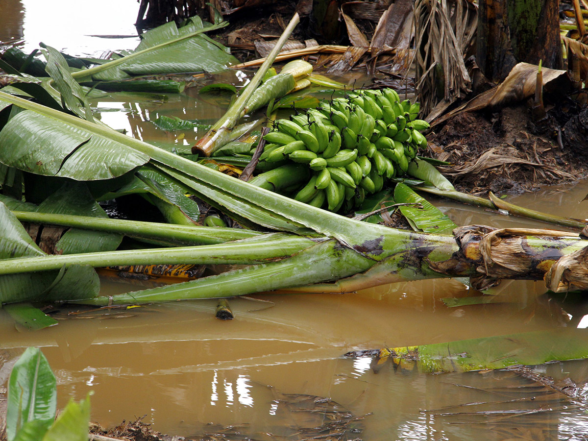 Montha Cyclone Effect :  Huge Crops Damaged Due To Heavy Rain14