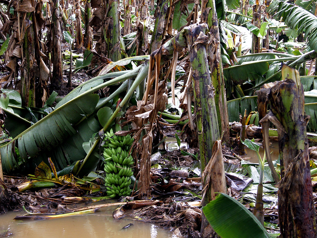 Montha Cyclone Effect :  Huge Crops Damaged Due To Heavy Rain15