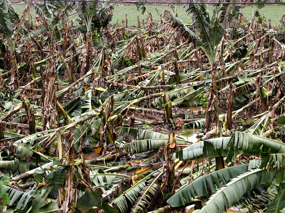 Montha Cyclone Effect :  Huge Crops Damaged Due To Heavy Rain16