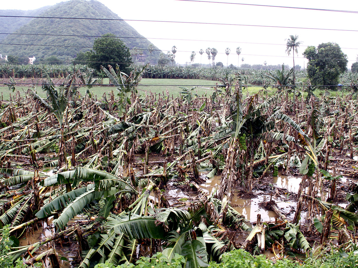 Montha Cyclone Effect :  Huge Crops Damaged Due To Heavy Rain17