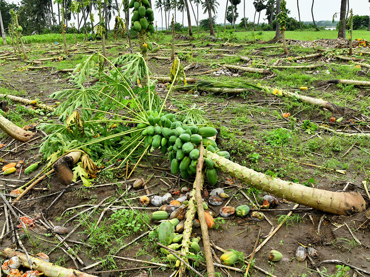 Montha Cyclone Effect :  Huge Crops Damaged Due To Heavy Rain18