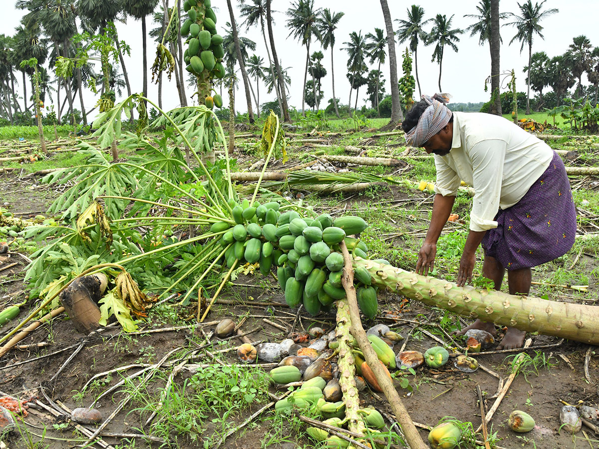 Montha Cyclone Effect :  Huge Crops Damaged Due To Heavy Rain19