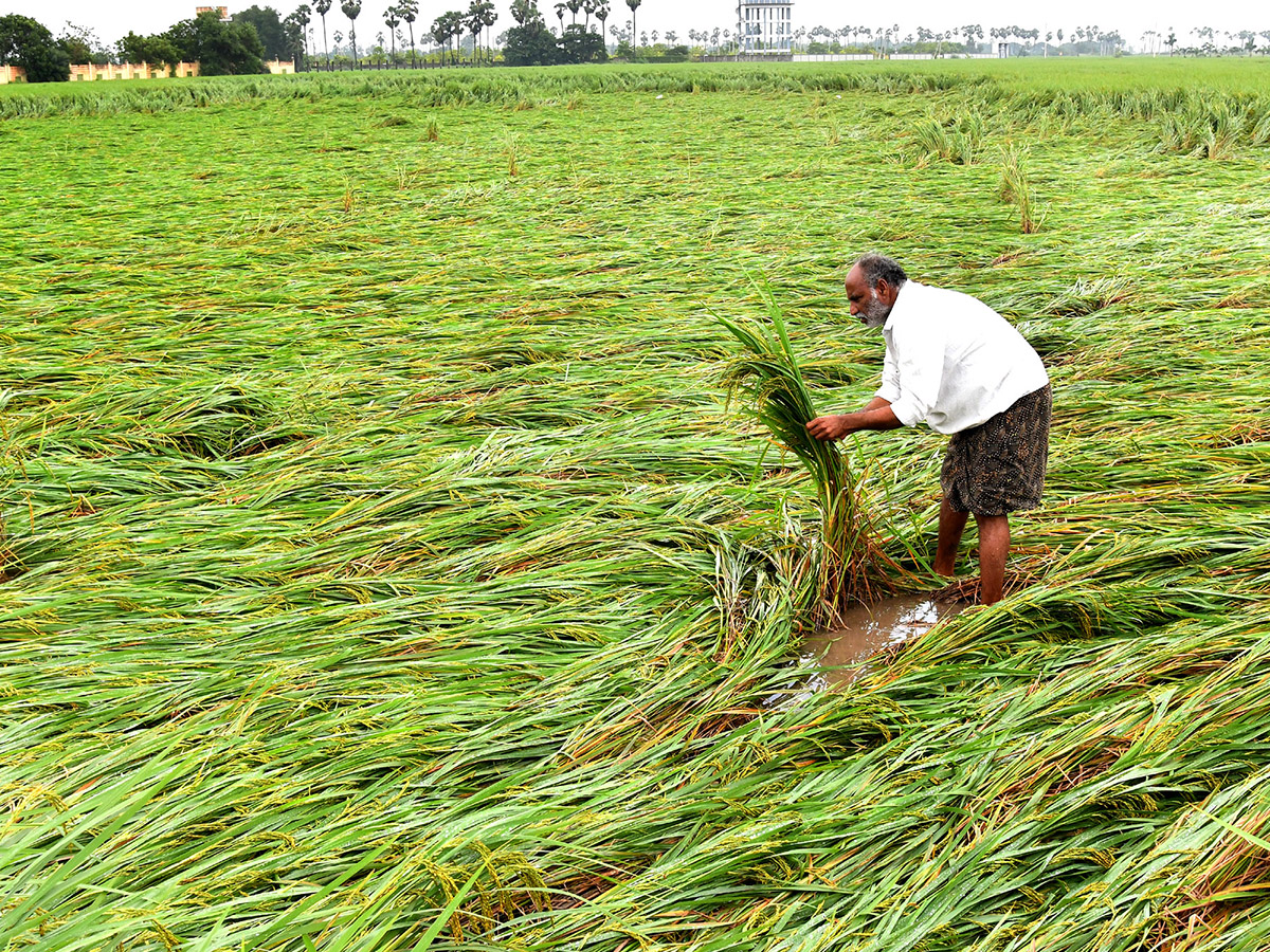 Montha Cyclone Effect :  Huge Crops Damaged Due To Heavy Rain2