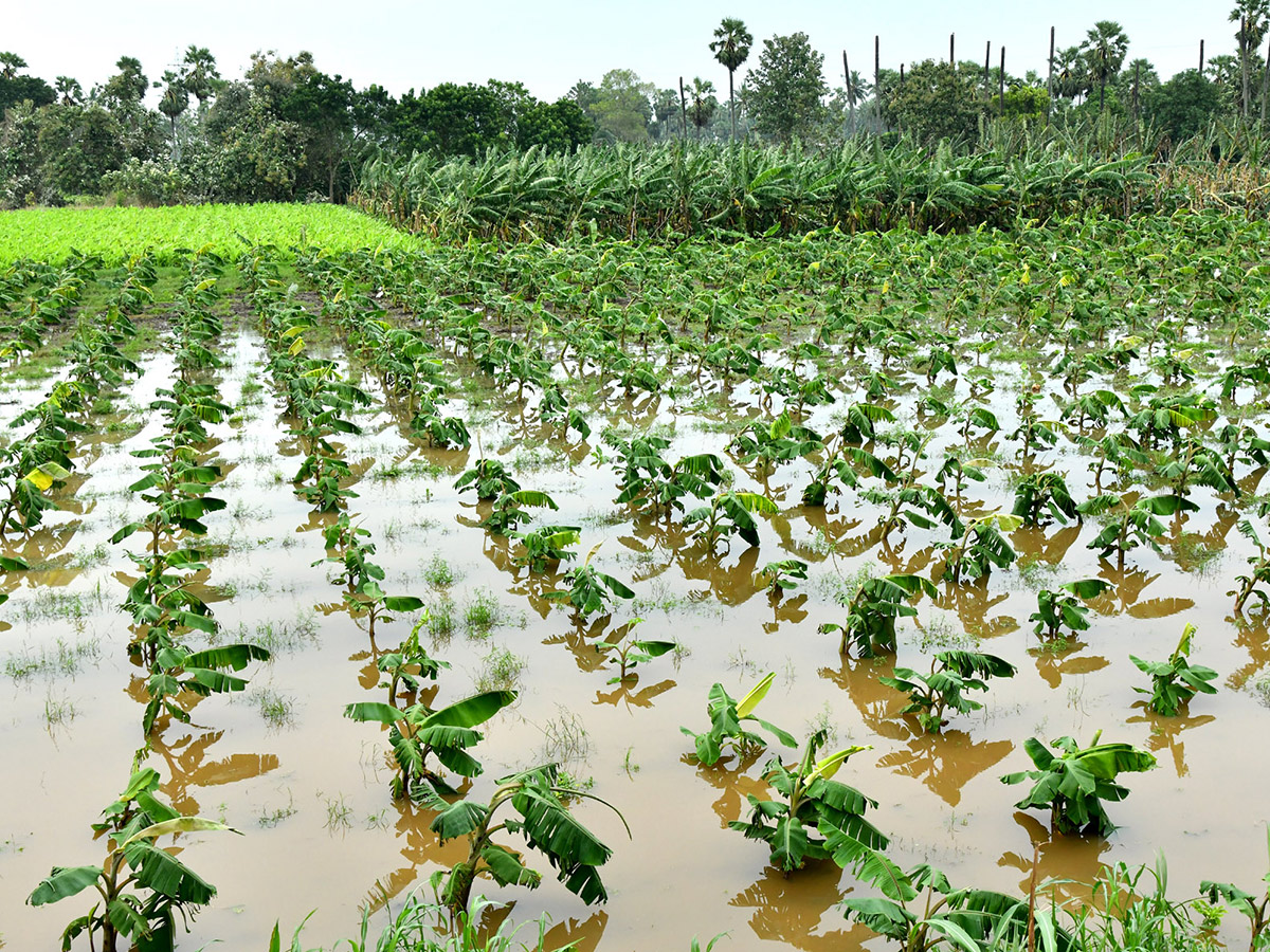Montha Cyclone Effect :  Huge Crops Damaged Due To Heavy Rain20
