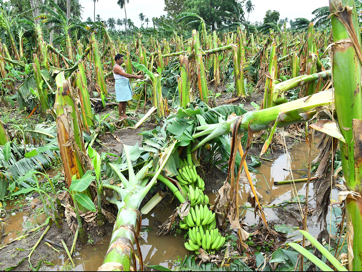 Montha Cyclone Effect :  Huge Crops Damaged Due To Heavy Rain21