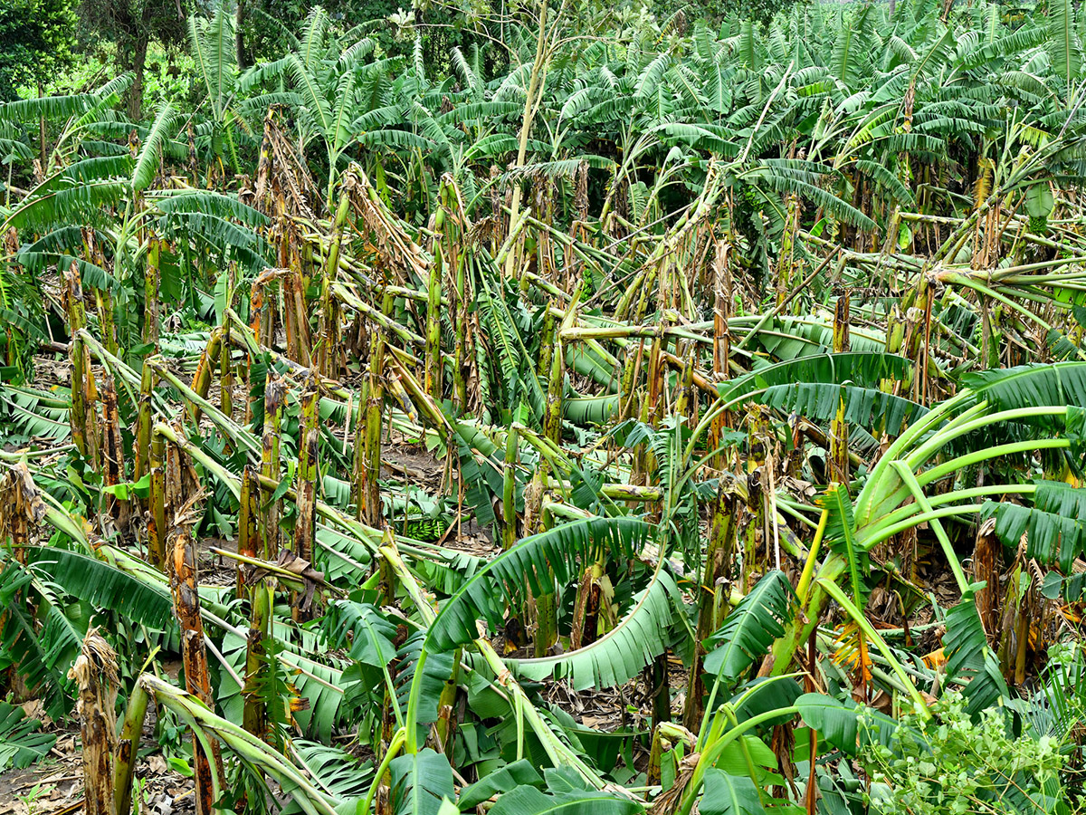 Montha Cyclone Effect :  Huge Crops Damaged Due To Heavy Rain22
