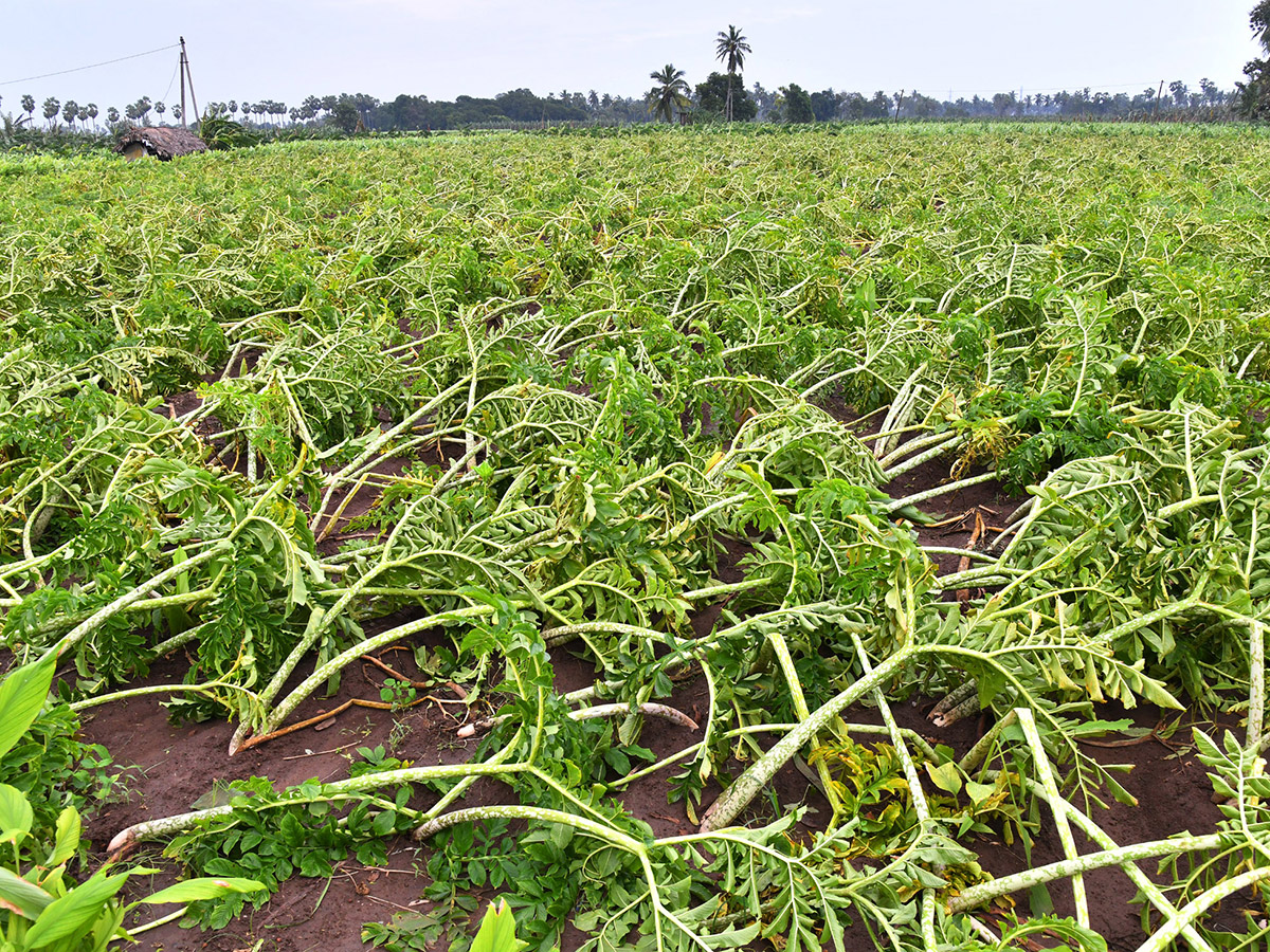 Montha Cyclone Effect :  Huge Crops Damaged Due To Heavy Rain23