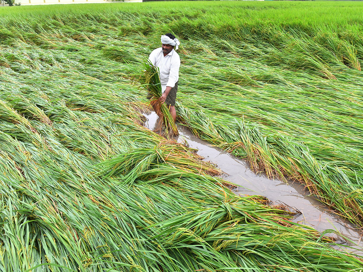 Montha Cyclone Effect :  Huge Crops Damaged Due To Heavy Rain24