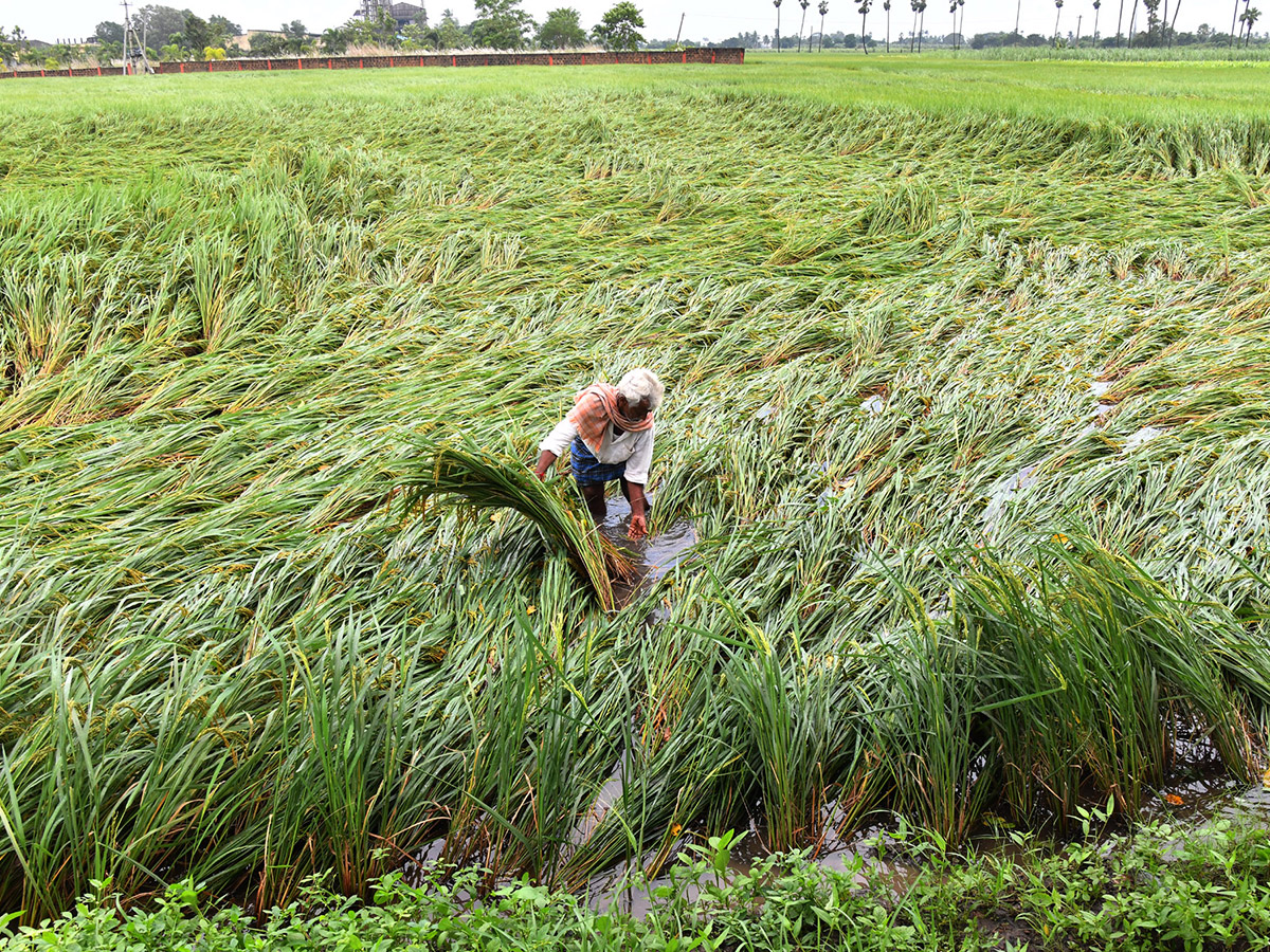 Montha Cyclone Effect :  Huge Crops Damaged Due To Heavy Rain25