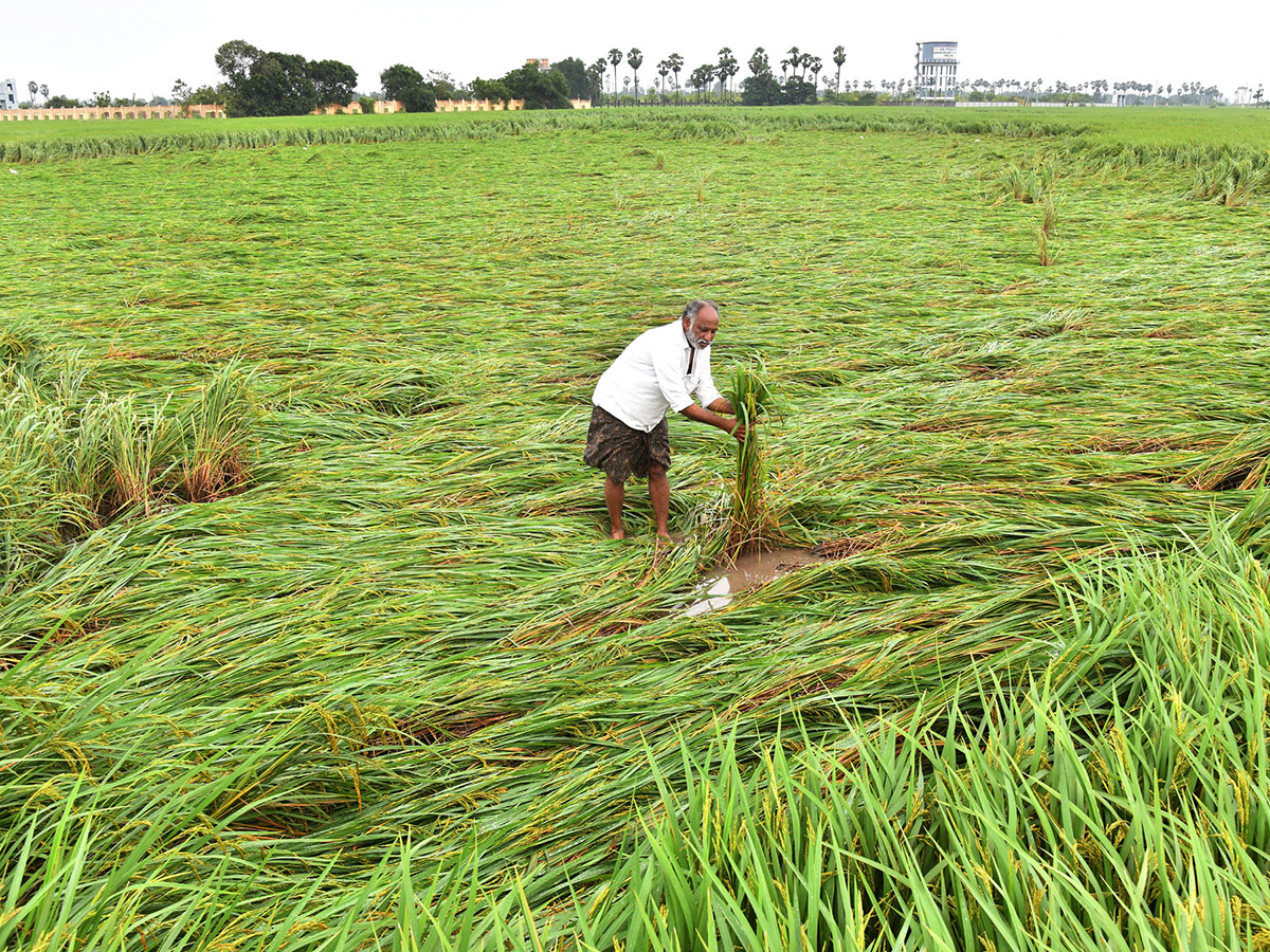 Montha Cyclone Effect :  Huge Crops Damaged Due To Heavy Rain26