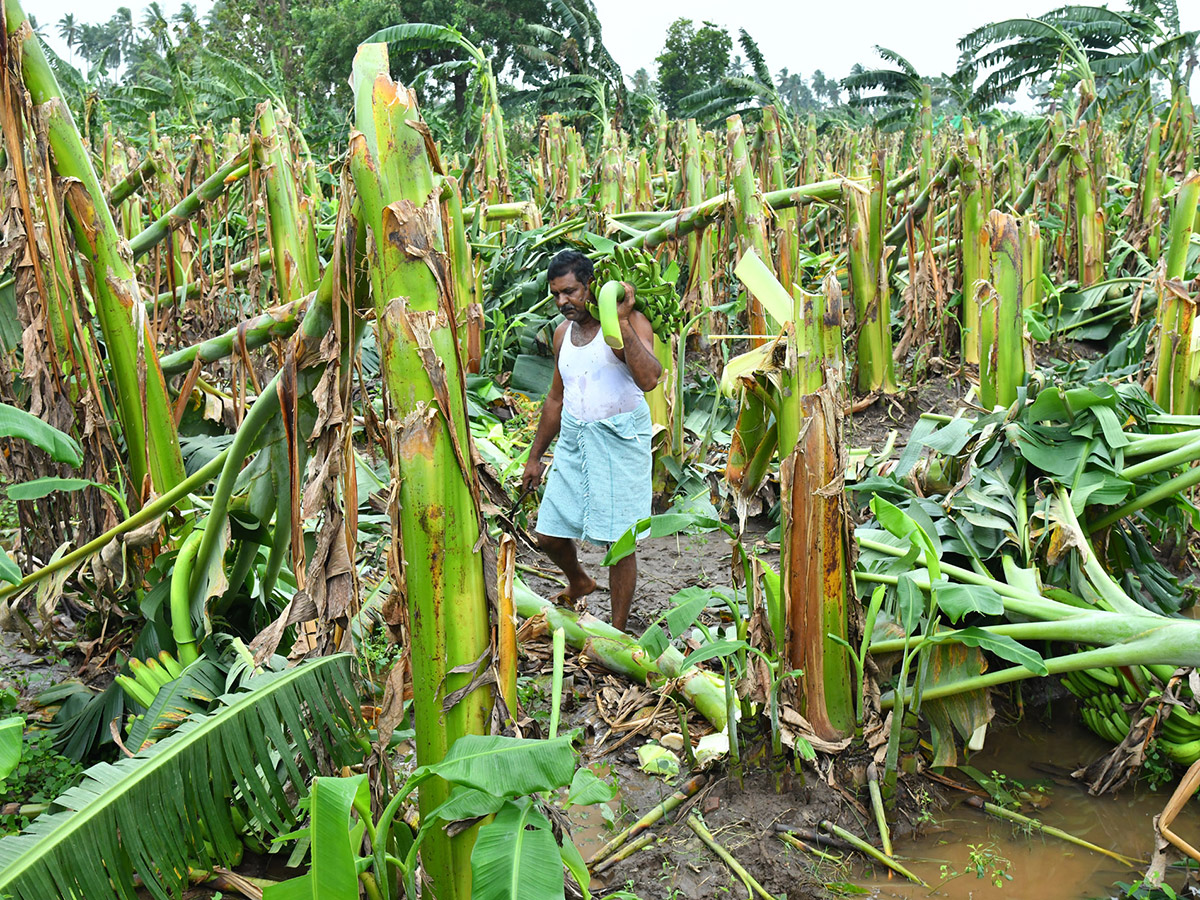 Montha Cyclone Effect :  Huge Crops Damaged Due To Heavy Rain27
