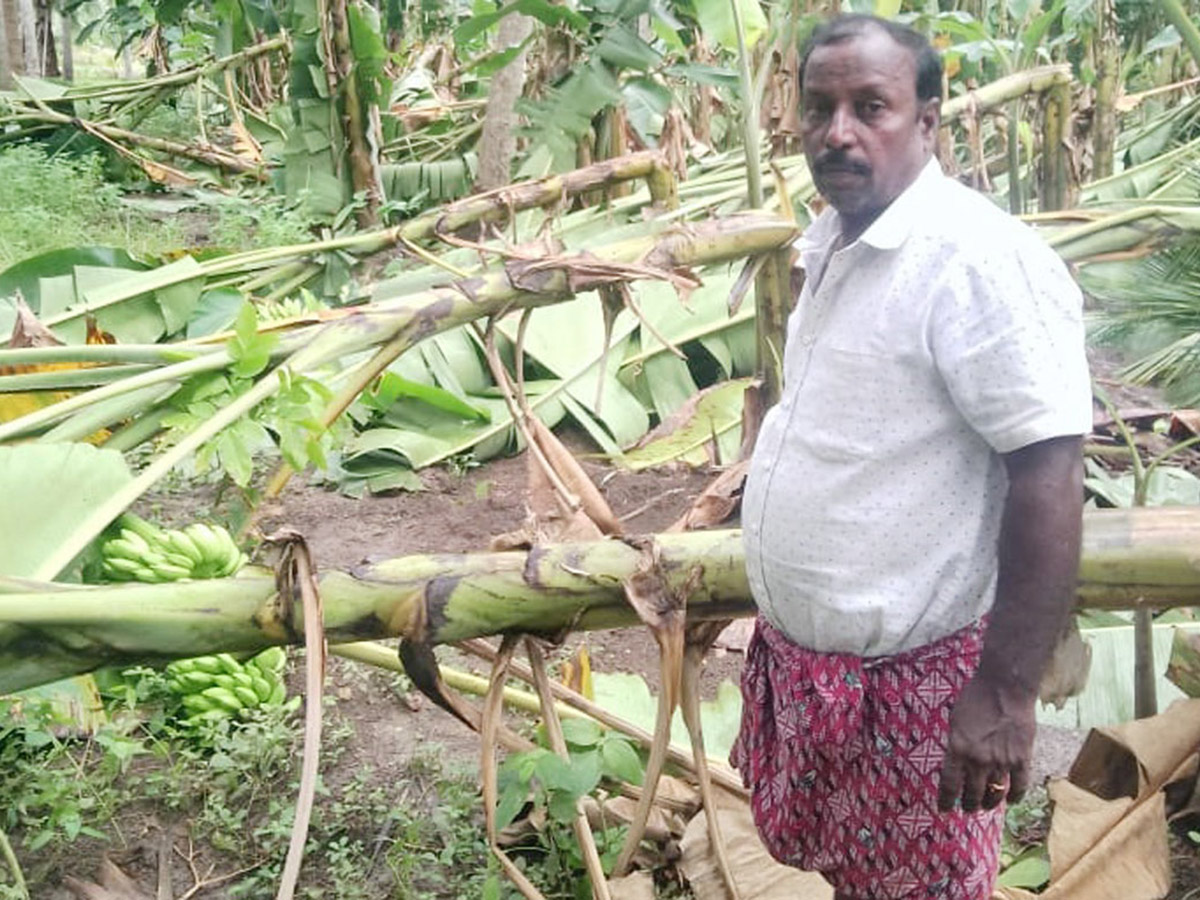 Montha Cyclone Effect :  Huge Crops Damaged Due To Heavy Rain3