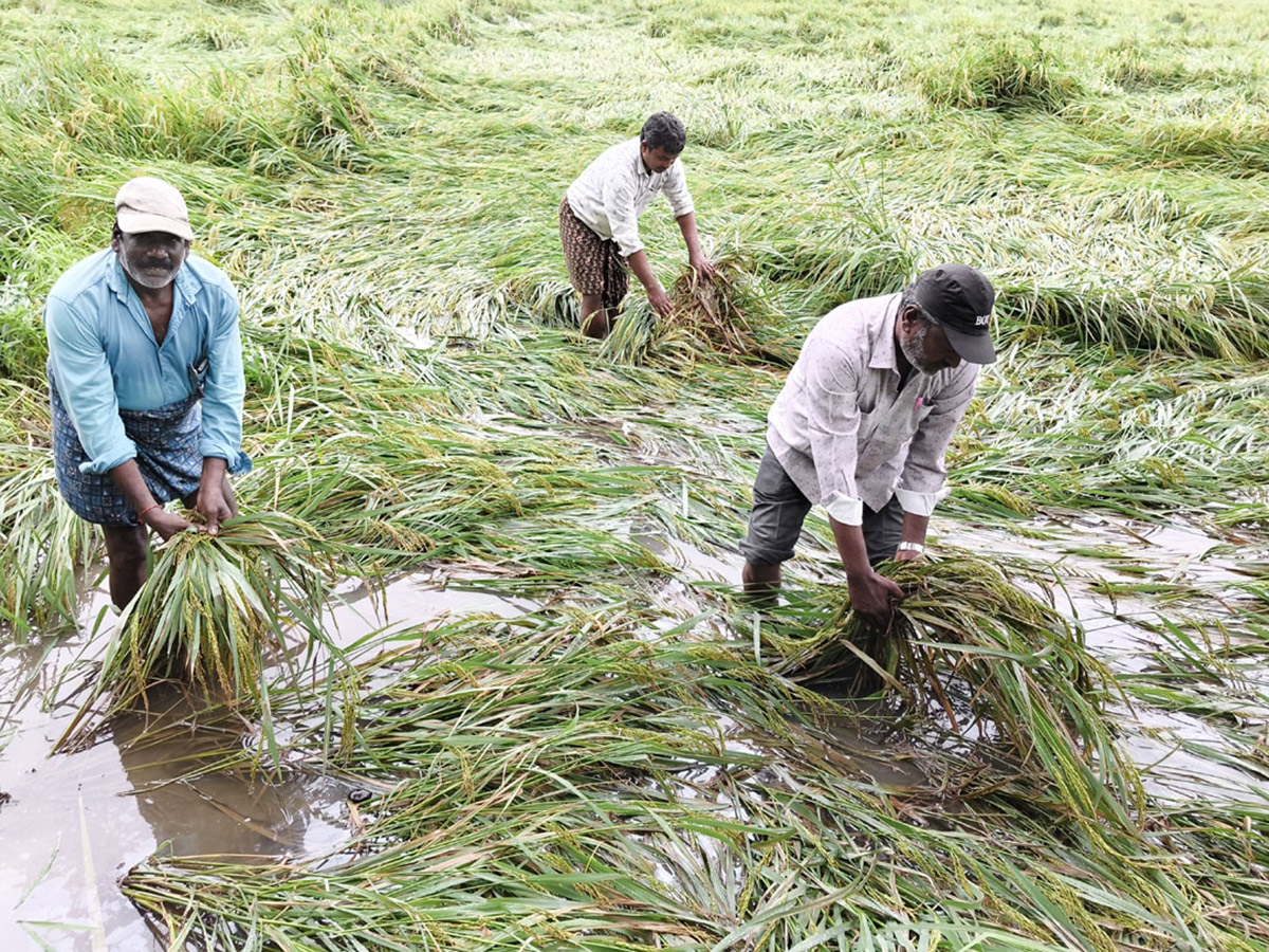 Montha Cyclone Effect :  Huge Crops Damaged Due To Heavy Rain4