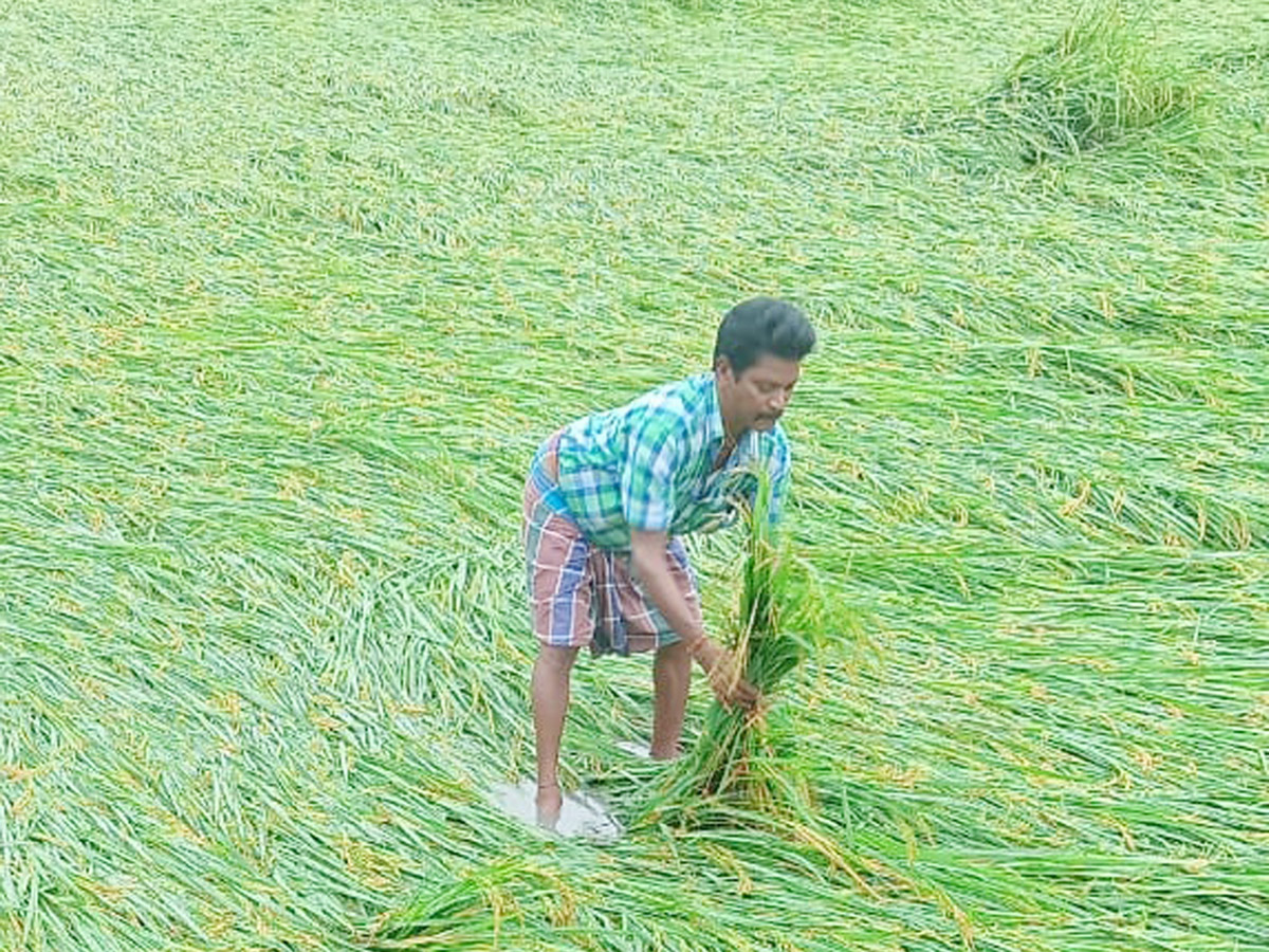 Montha Cyclone Effect :  Huge Crops Damaged Due To Heavy Rain5