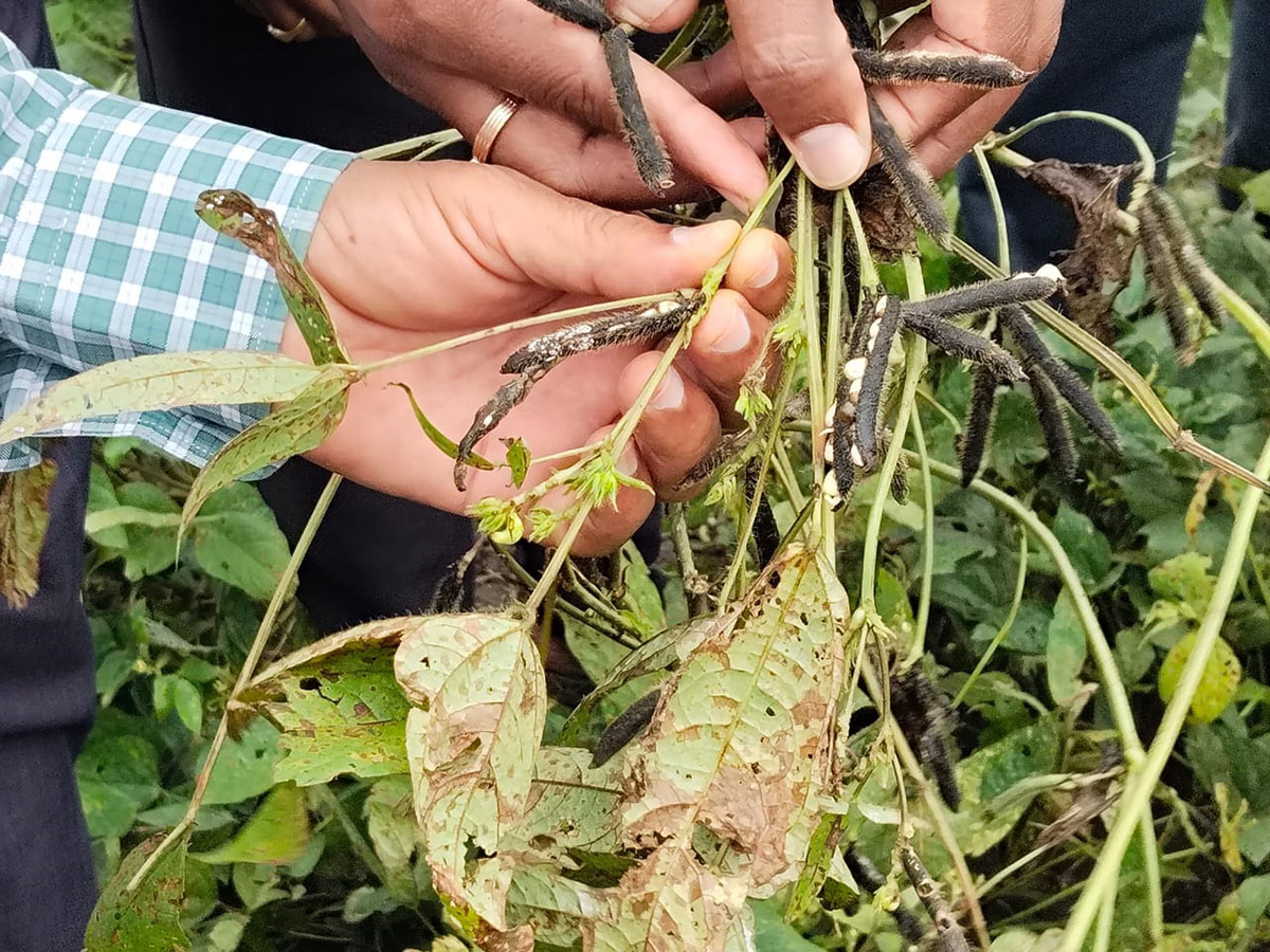 Montha Cyclone Effect :  Huge Crops Damaged Due To Heavy Rain6