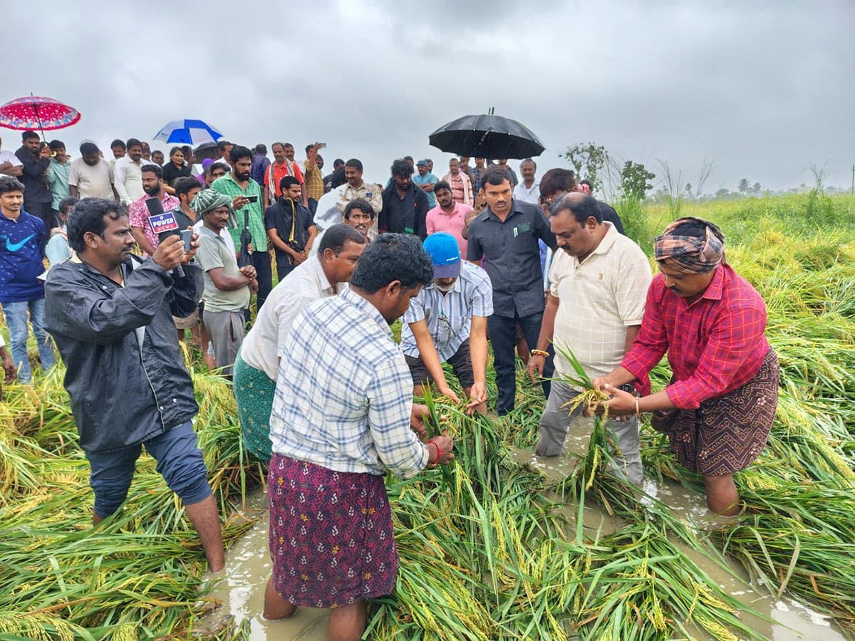 Montha Cyclone Effect :  Huge Crops Damaged Due To Heavy Rain7