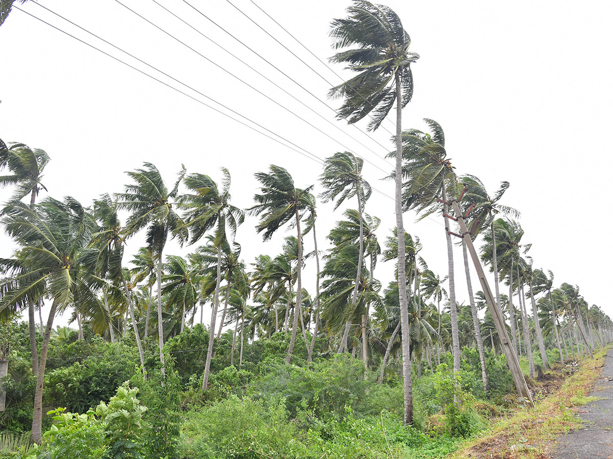 Montha Cyclone Effect :  Huge Crops Damaged Due To Heavy Rain8