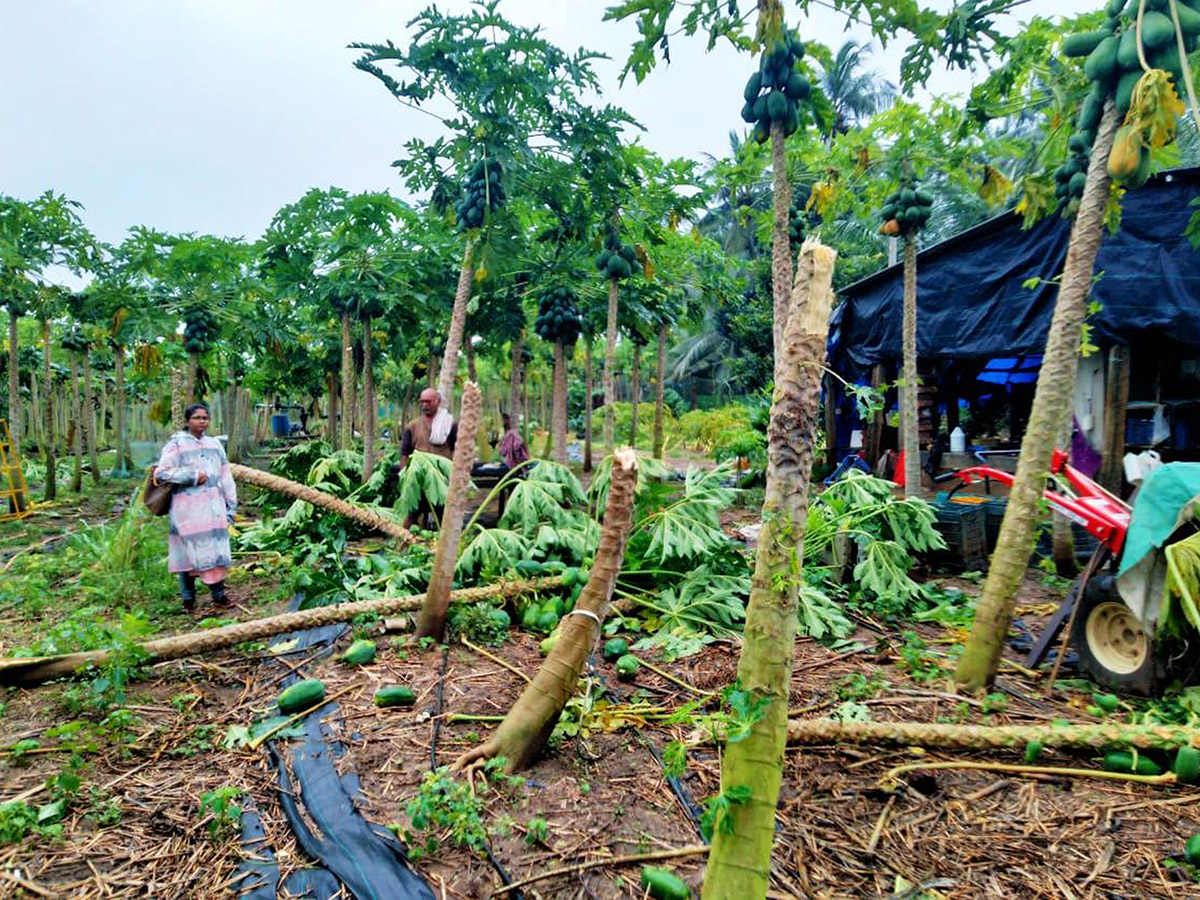 Montha Cyclone Effect :  Huge Crops Damaged Due To Heavy Rain9