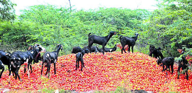 ఫసల్.. ఫైసల్ 1