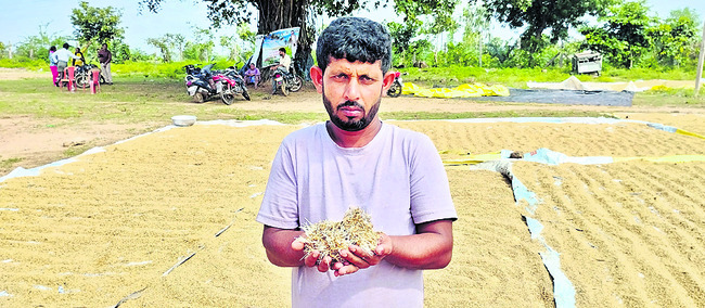 13ఎకరాల వరిచేను నేలవాలింది
1