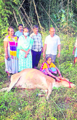విద్యుత్షాక్తో రెండు ఆవుల మృతి1