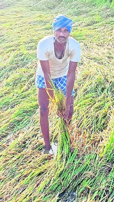 చేజారింది పంటంతా..!3