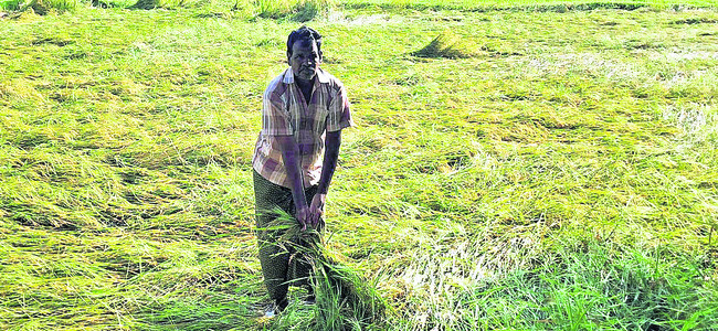చేజారింది పంటంతా..!1
