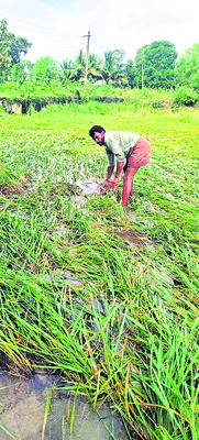 చేజారింది పంటంతా..!2